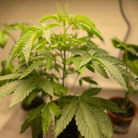 Sami growlog timeline photo