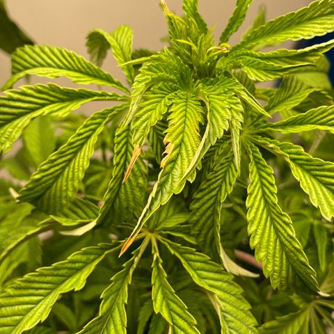 Sami growlog timeline photo