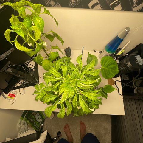 Sami growlog timeline photo