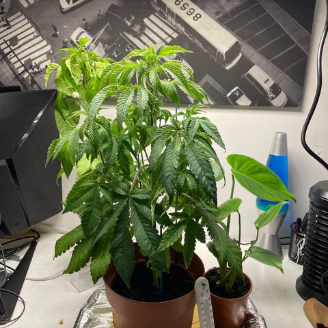 Sami growlog timeline photo