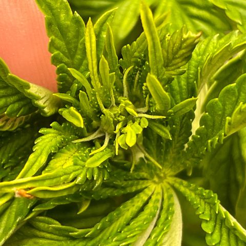 Sami growlog timeline photo