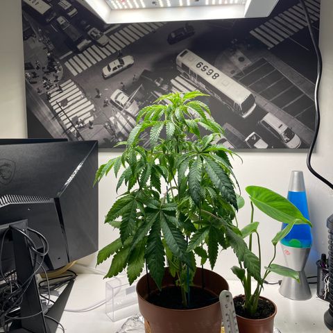 Sami growlog timeline photo