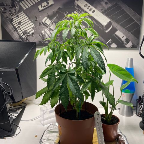 Sami growlog timeline photo