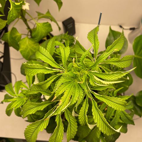 Sami growlog timeline photo