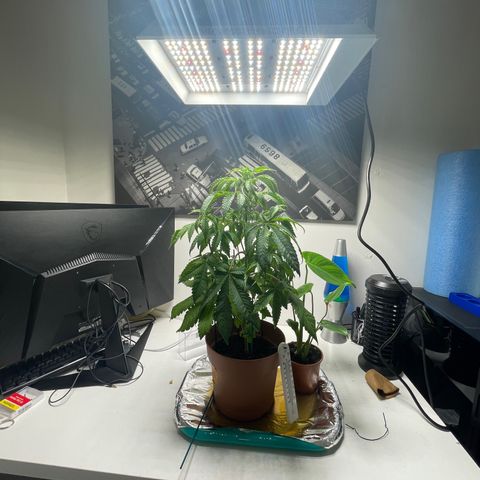 Sami growlog timeline photo