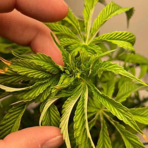 Sami growlog timeline photo