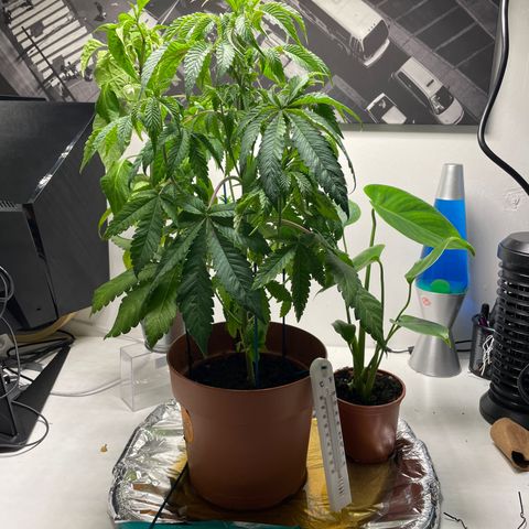 Sami growlog timeline photo