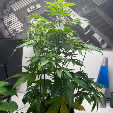 Sami growlog timeline photo
