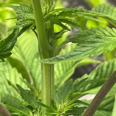 Sami growlog timeline photo