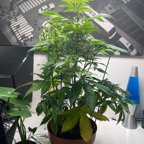 Sami growlog timeline photo