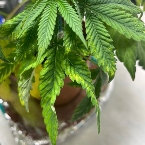 Sami growlog timeline photo