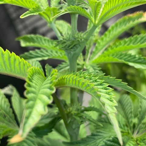 Sami growlog timeline photo