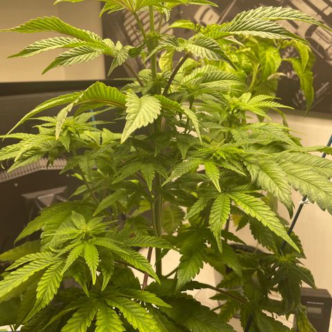 Sami growlog timeline photo