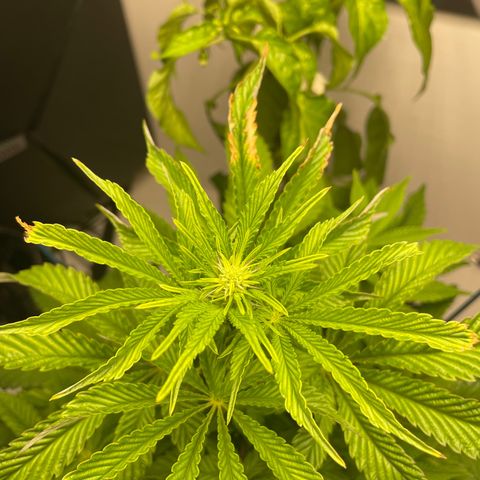Sami growlog timeline photo