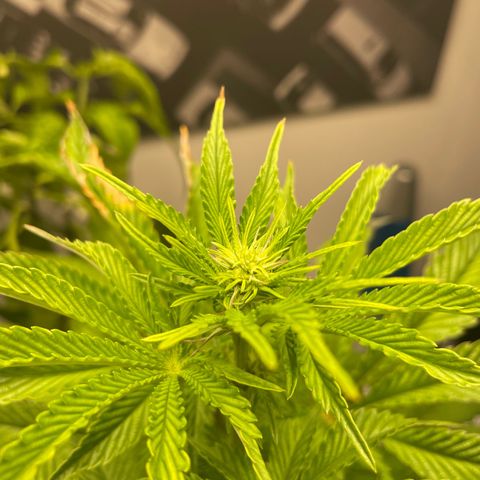 Sami growlog timeline photo
