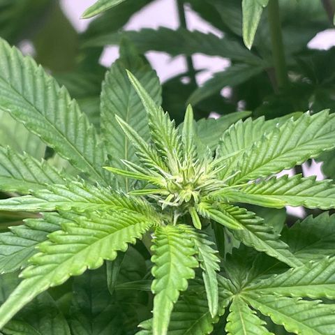 Sami growlog timeline photo