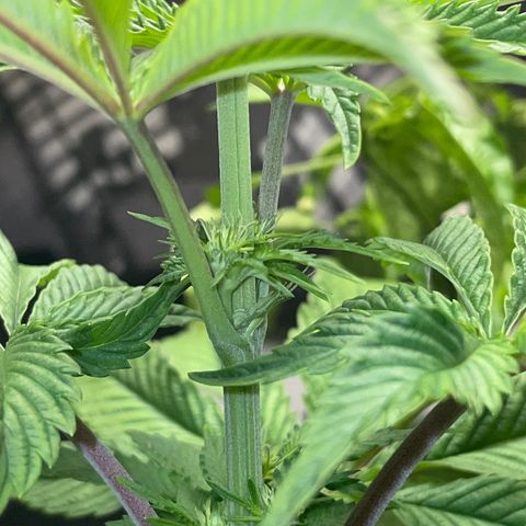 Sami growlog timeline photo