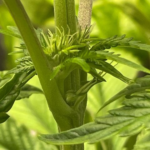 Sami growlog timeline photo