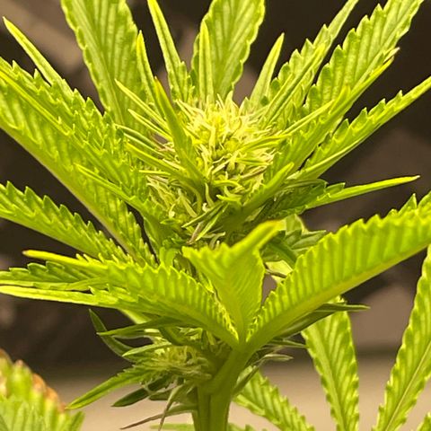 Sami growlog timeline photo