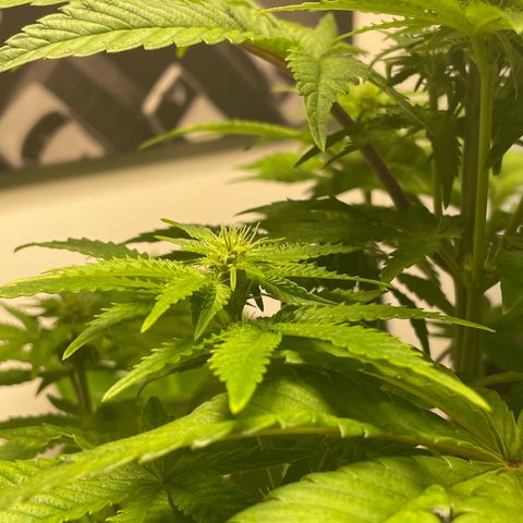 Sami growlog timeline photo
