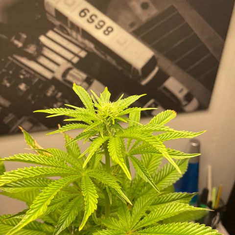 Sami growlog timeline photo