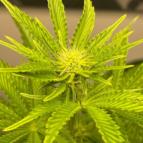 Sami growlog timeline photo
