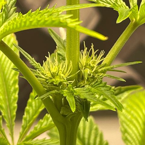 Sami growlog timeline photo