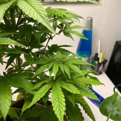 Sami growlog timeline photo