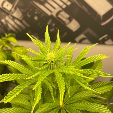 Sami growlog timeline photo