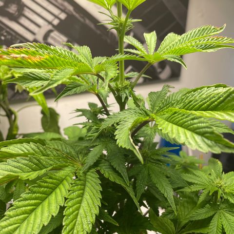 Sami growlog timeline photo