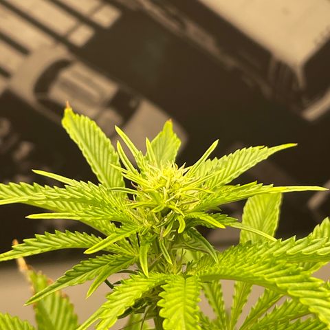 Sami growlog timeline photo