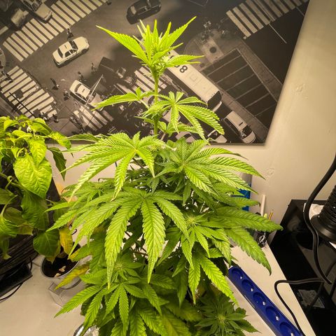 Sami growlog timeline photo
