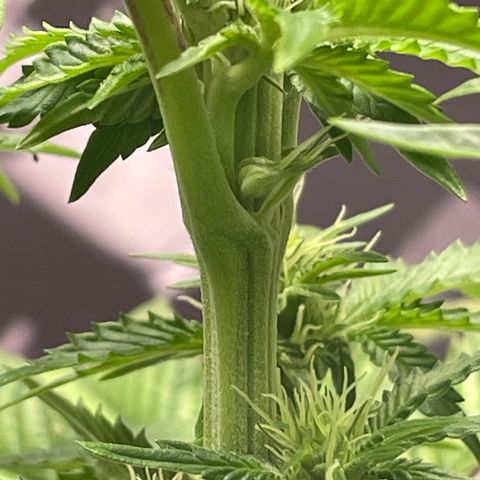 Sami growlog timeline photo