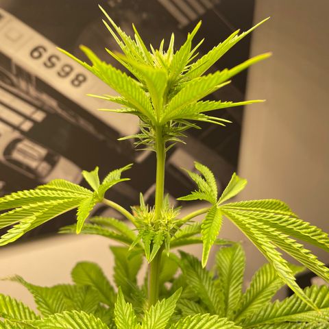 Sami growlog timeline photo