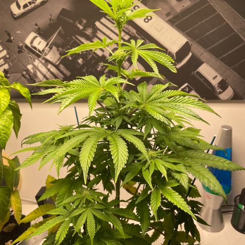 Sami growlog timeline photo