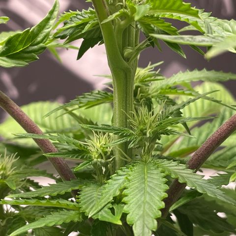 Sami growlog timeline photo
