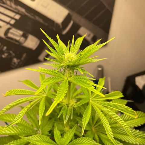 Sami growlog timeline photo