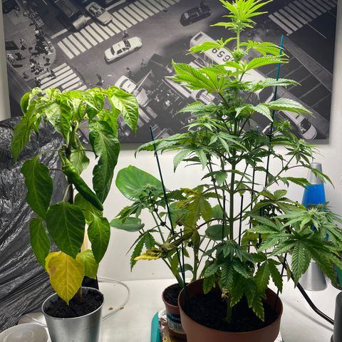 Sami growlog timeline photo