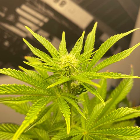 Sami growlog timeline photo