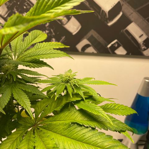 Sami growlog timeline photo