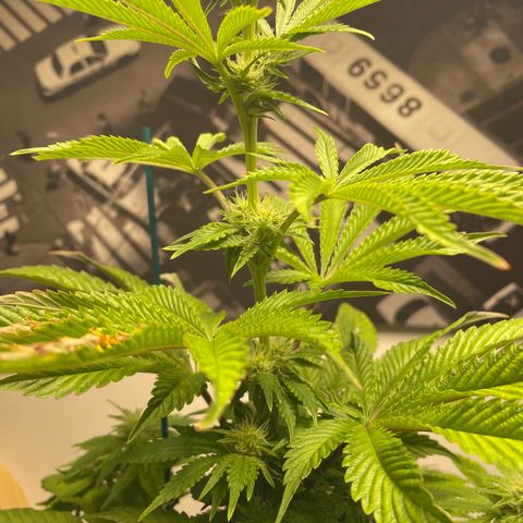 Sami growlog timeline photo