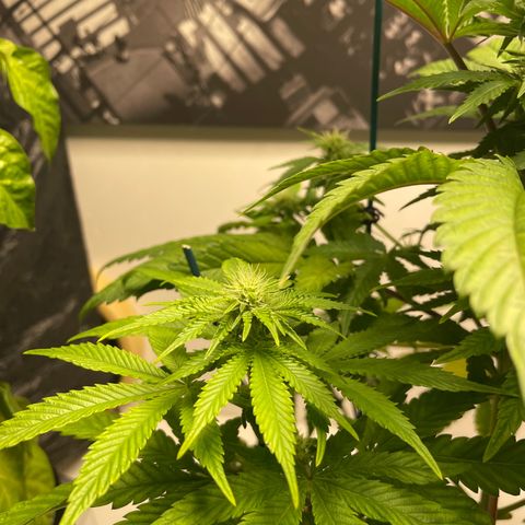Sami growlog timeline photo