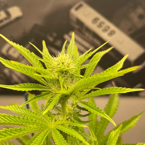Sami growlog timeline photo