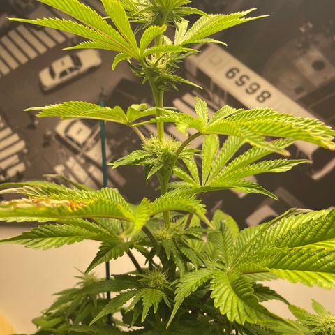 Sami growlog timeline photo