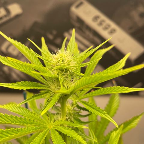 Sami growlog timeline photo