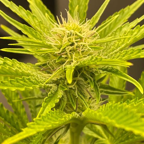 Sami growlog timeline photo