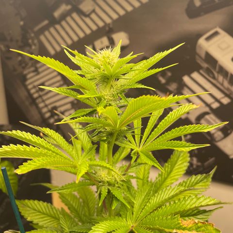 Sami growlog timeline photo