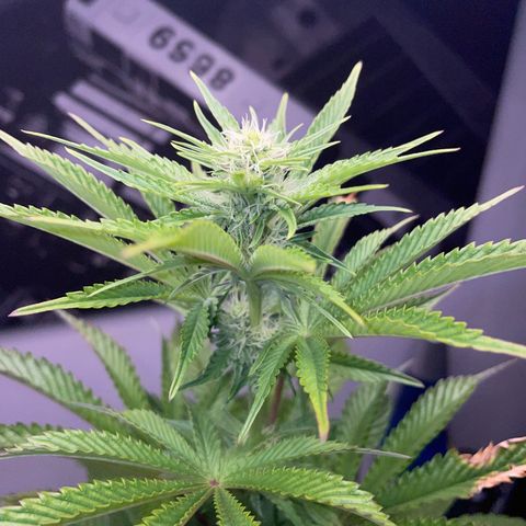 Sami growlog timeline photo