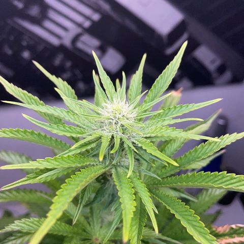 Sami growlog timeline photo