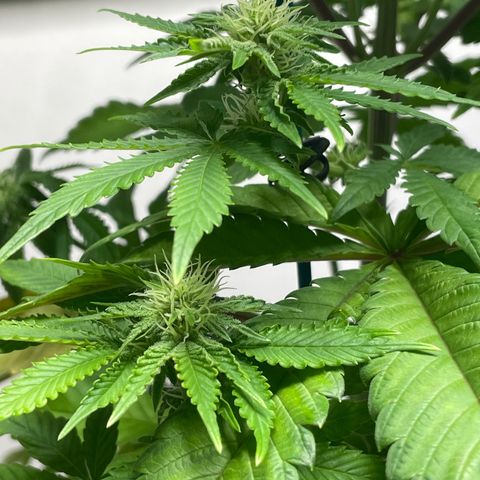 Sami growlog timeline photo